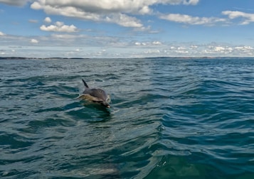 A dolphin emerges from the turquoise ocean water, creating ripples around it. In the background, distant coastal land is visible under a sky filled with fluffy white clouds.