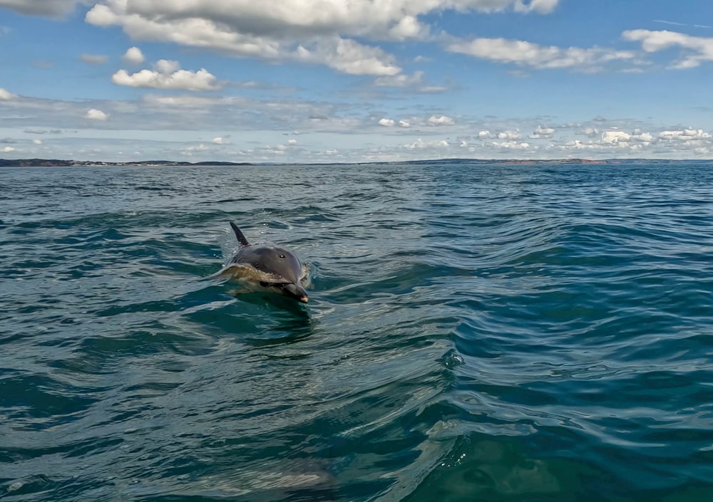 a dolphin swimming in the ocean under a cloudy sky