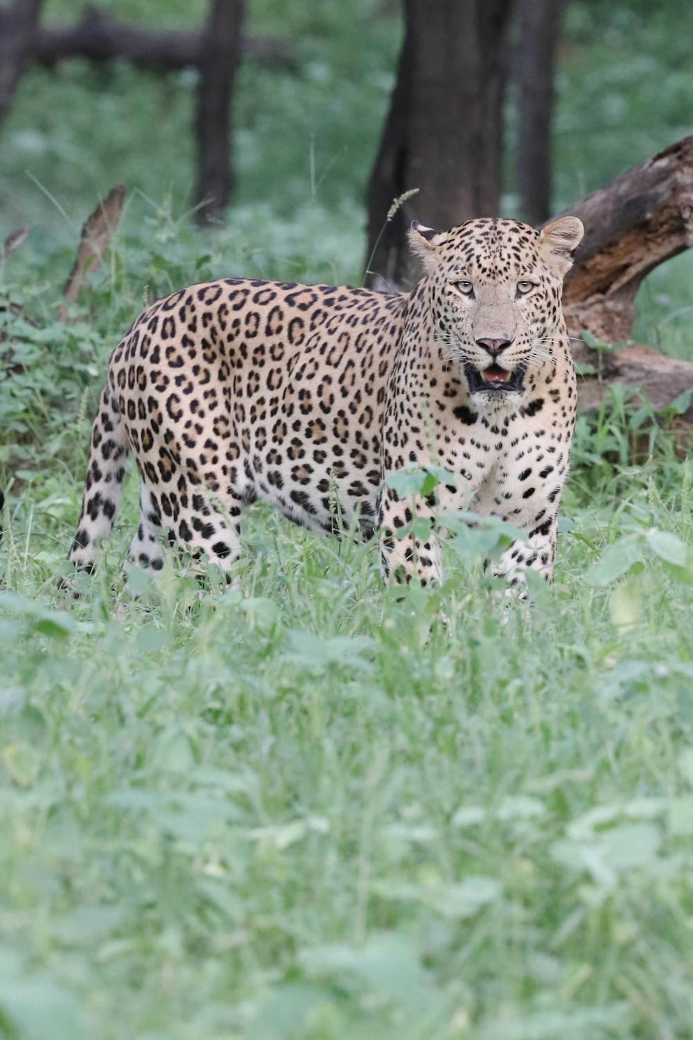 a leopard standing in the middle of a lush green field