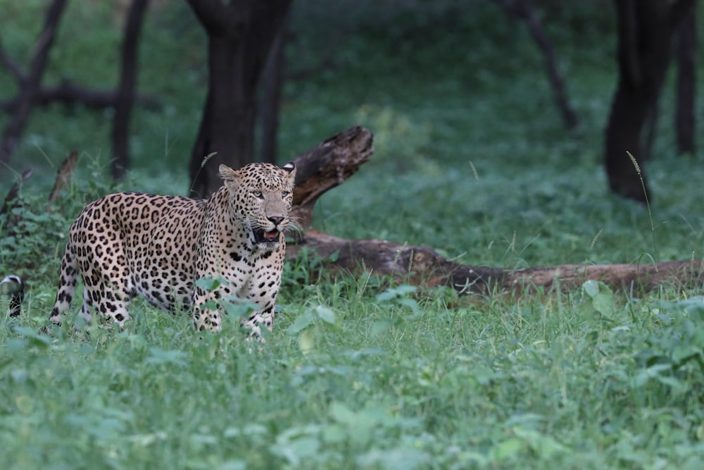 a leopard walking through a lush green forest