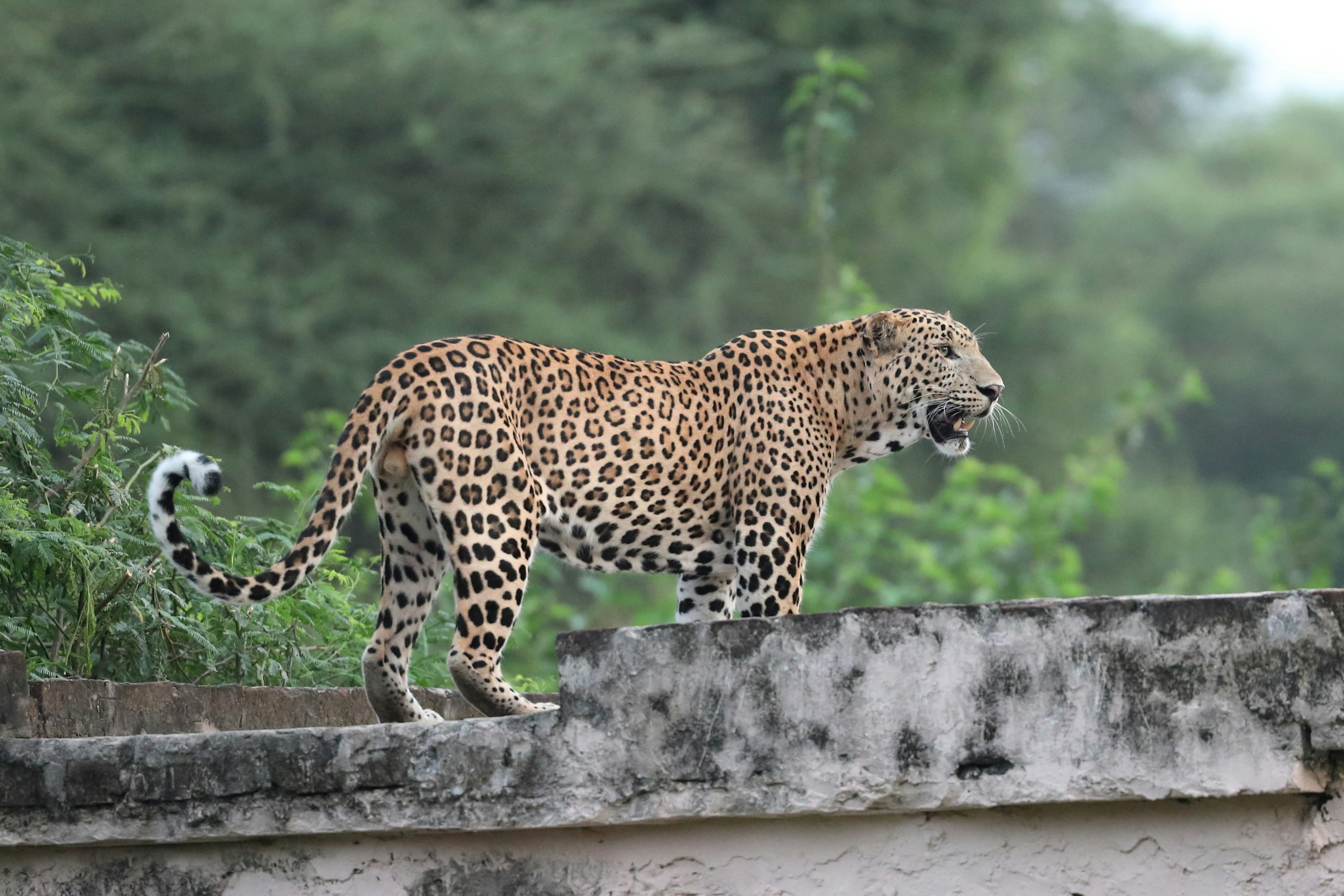 8. Cheetahs Return to India After 70 Years (image credits: unsplash)
