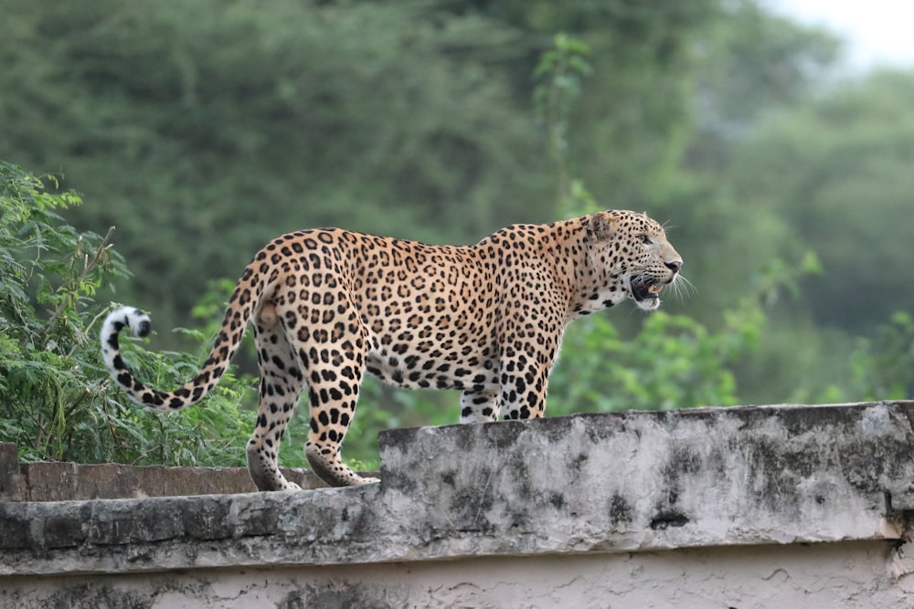 a large leopard standing on top of a cement wall