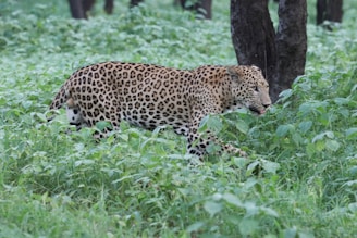A leopard with a distinctive spotted coat prowls through lush green vegetation, appearing alert and focused as it moves close to a tree.