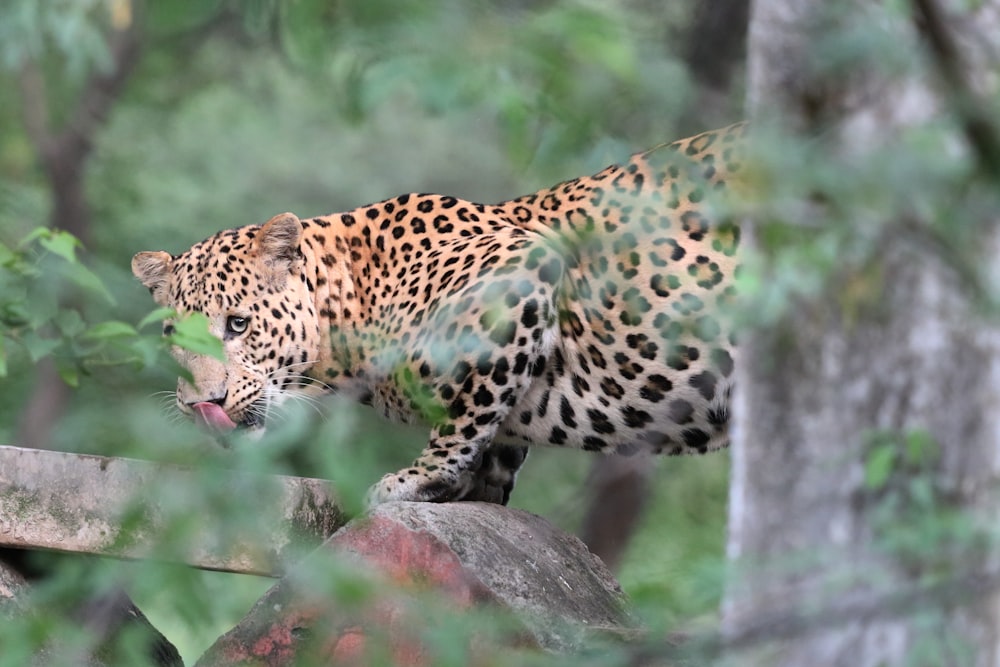 a leopard is walking on top of a rock
