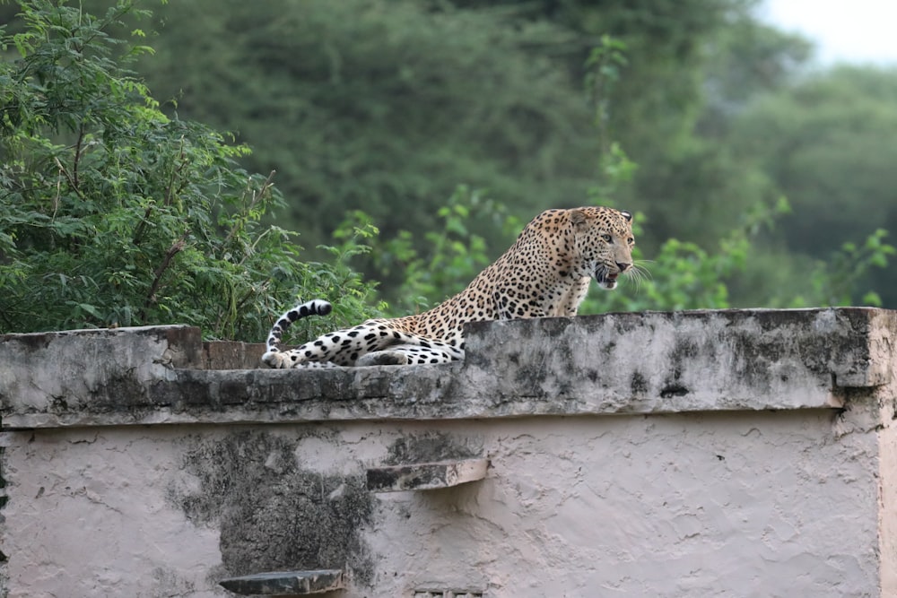 a leopard sitting on top of a cement wall