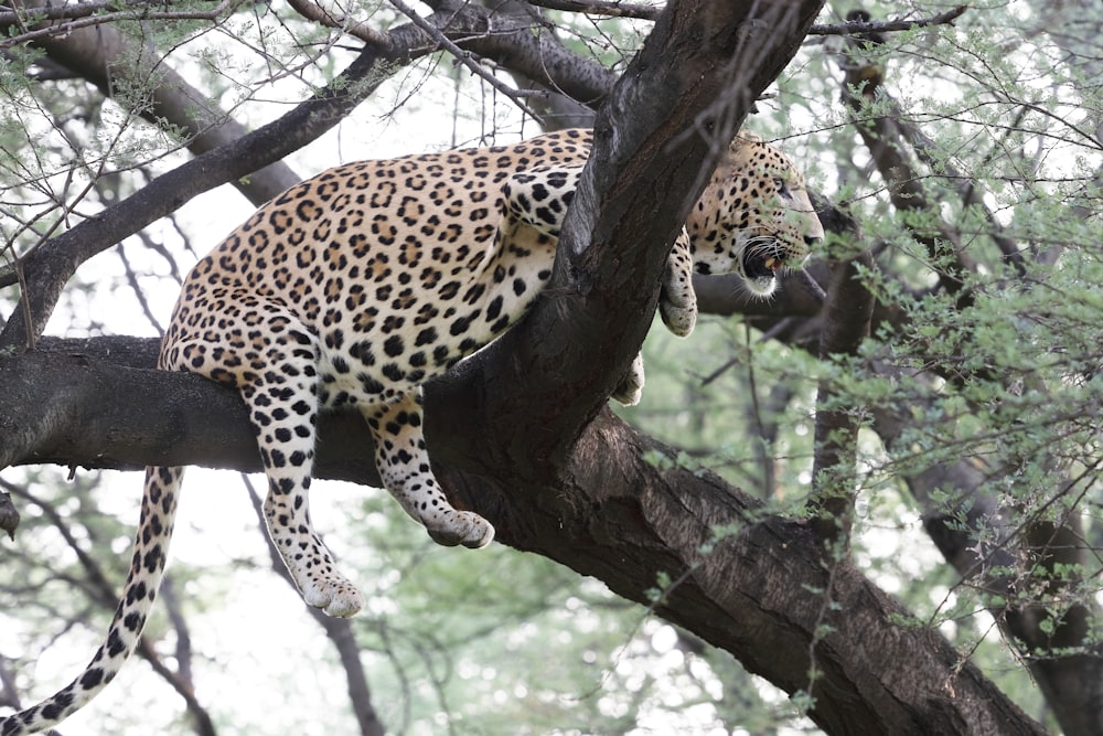a leopard sitting on a tree branch in a forest