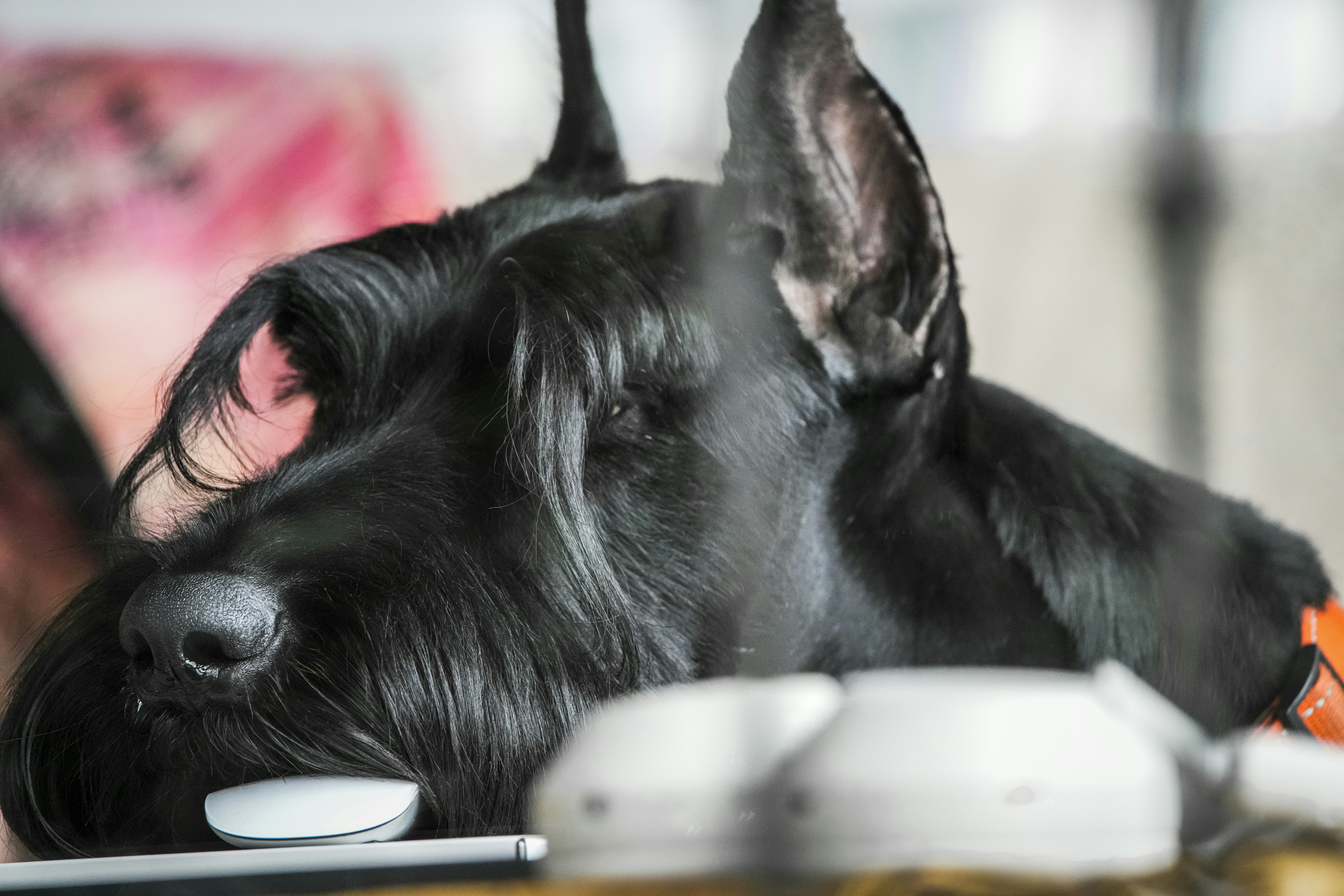 "Unveiling the Power of Music on Dogs A Fascinating Study" Dayton