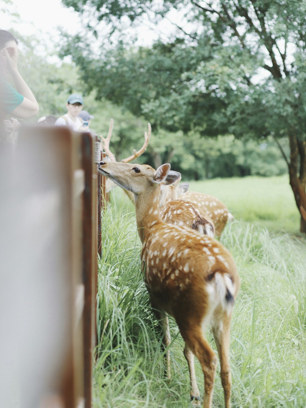 a couple of deer standing next to a wooden fence