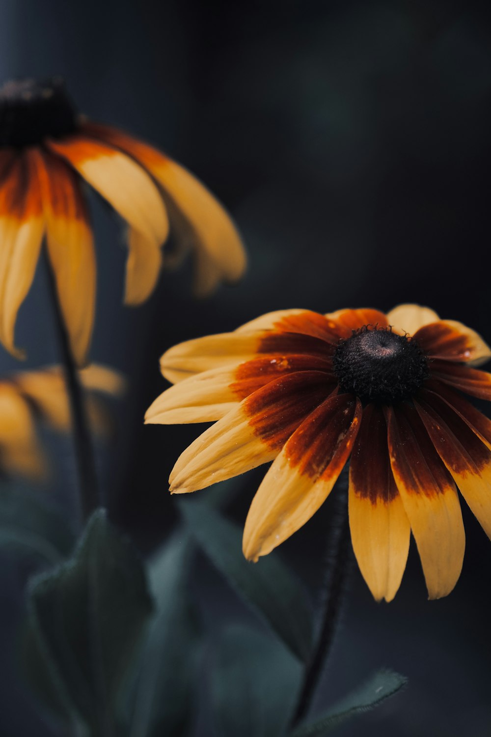 a close up of two yellow flowers with green leaves