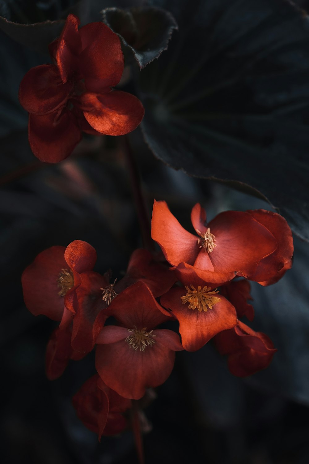 a close up of some red flowers on a plant
