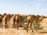 A lively safari scene with camels and desert landscape under a clear blue sky.