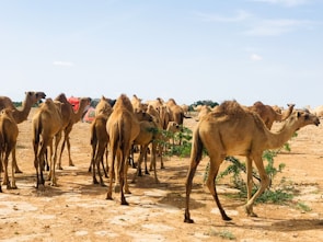 A lively safari scene with camels and desert landscape under a clear blue sky.
