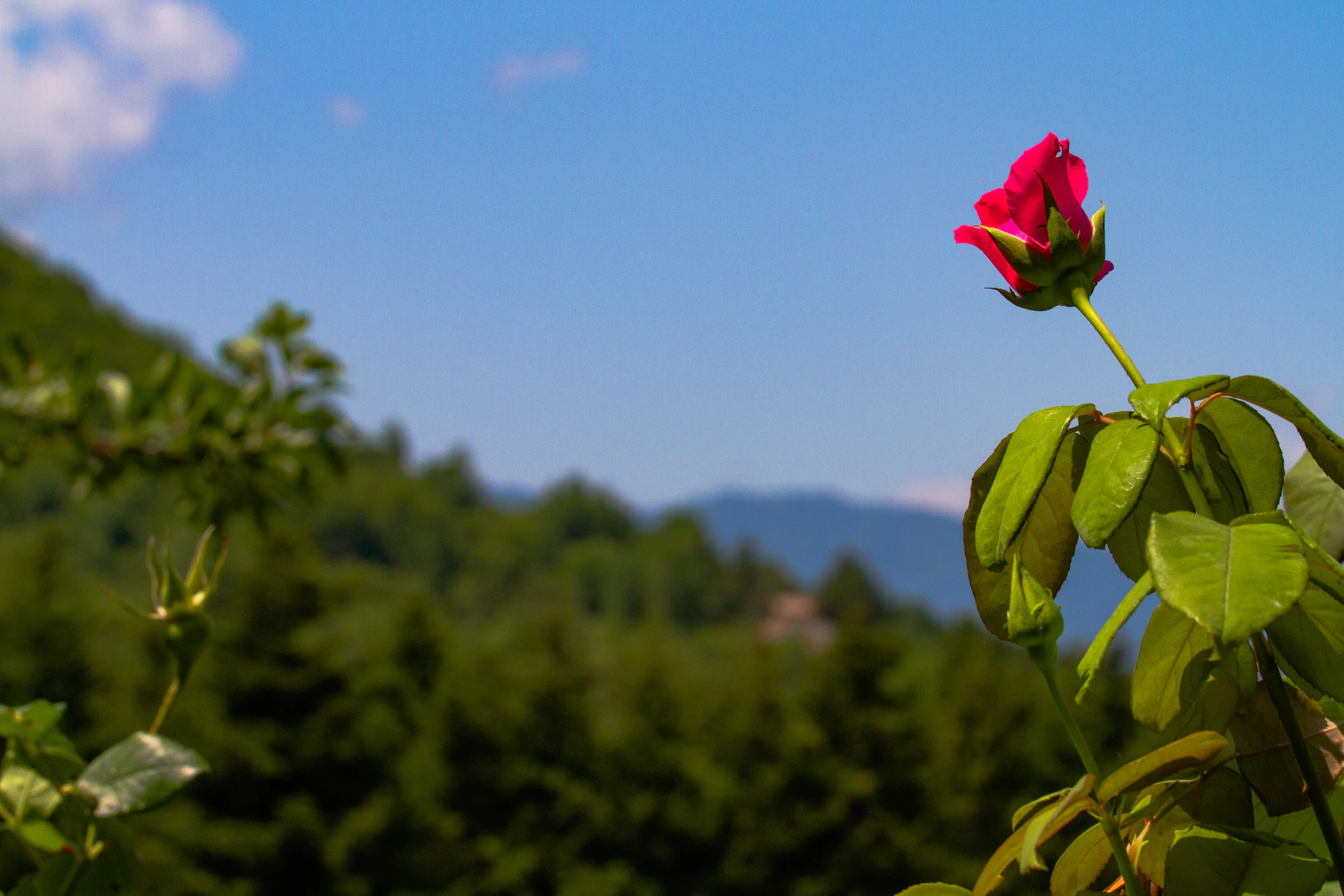 Kimi-VL——技术报告详解