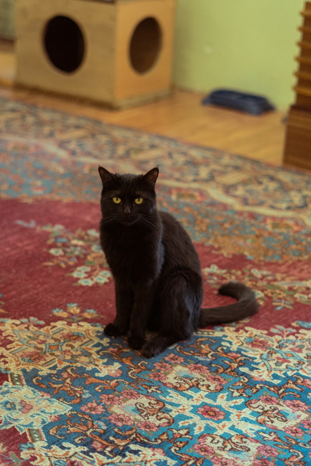 a black cat sitting on a rug in a room