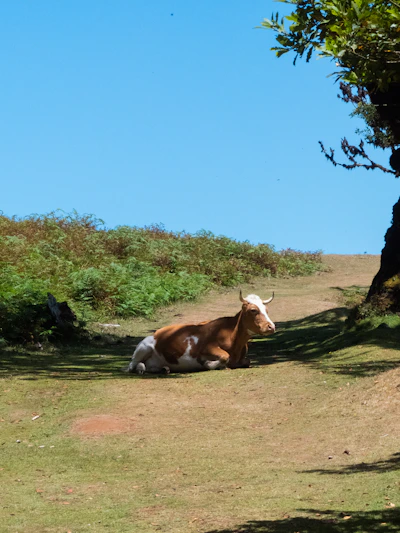 A gentle cow resting peacefully in a sunlit meadow surrounded by green grass.