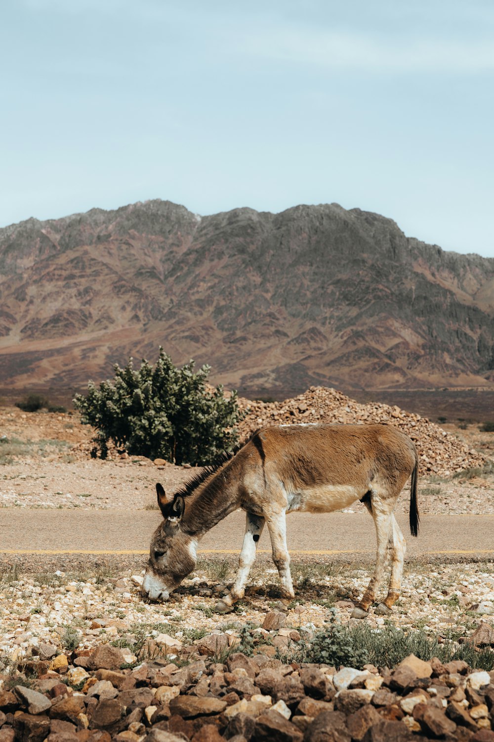 a donkey grazing in a rocky field with mountains in the background