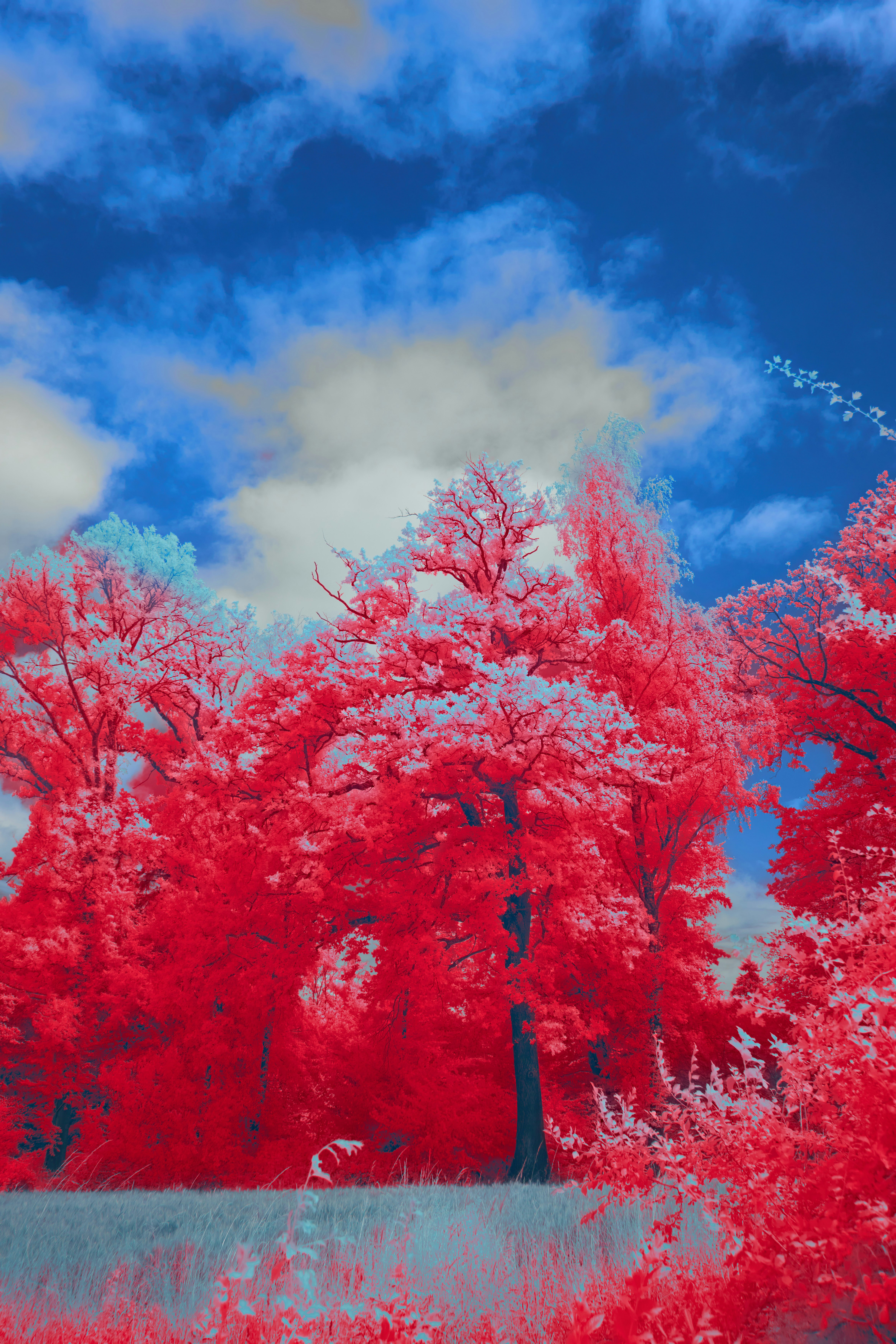 Photo by wolfgang_hasselmann