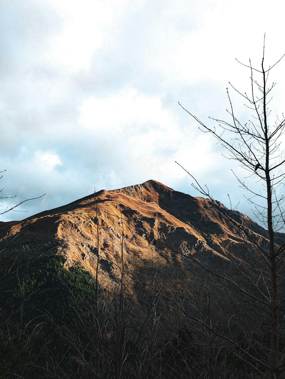a very tall mountain with a tree in the foreground