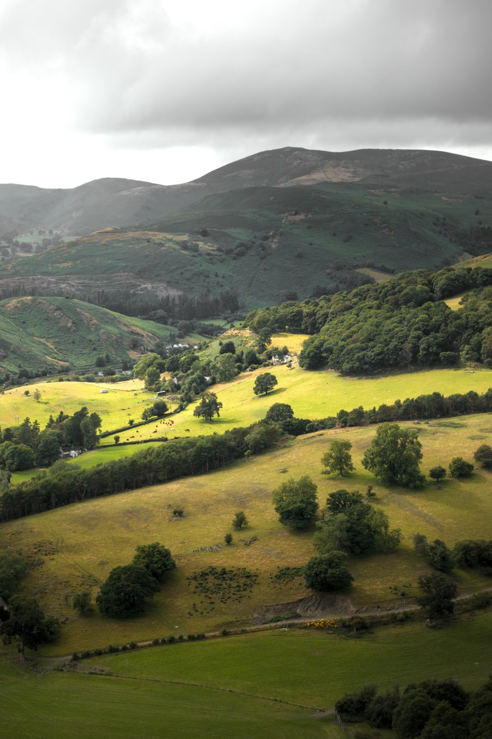 a lush green hillside covered in lots of trees