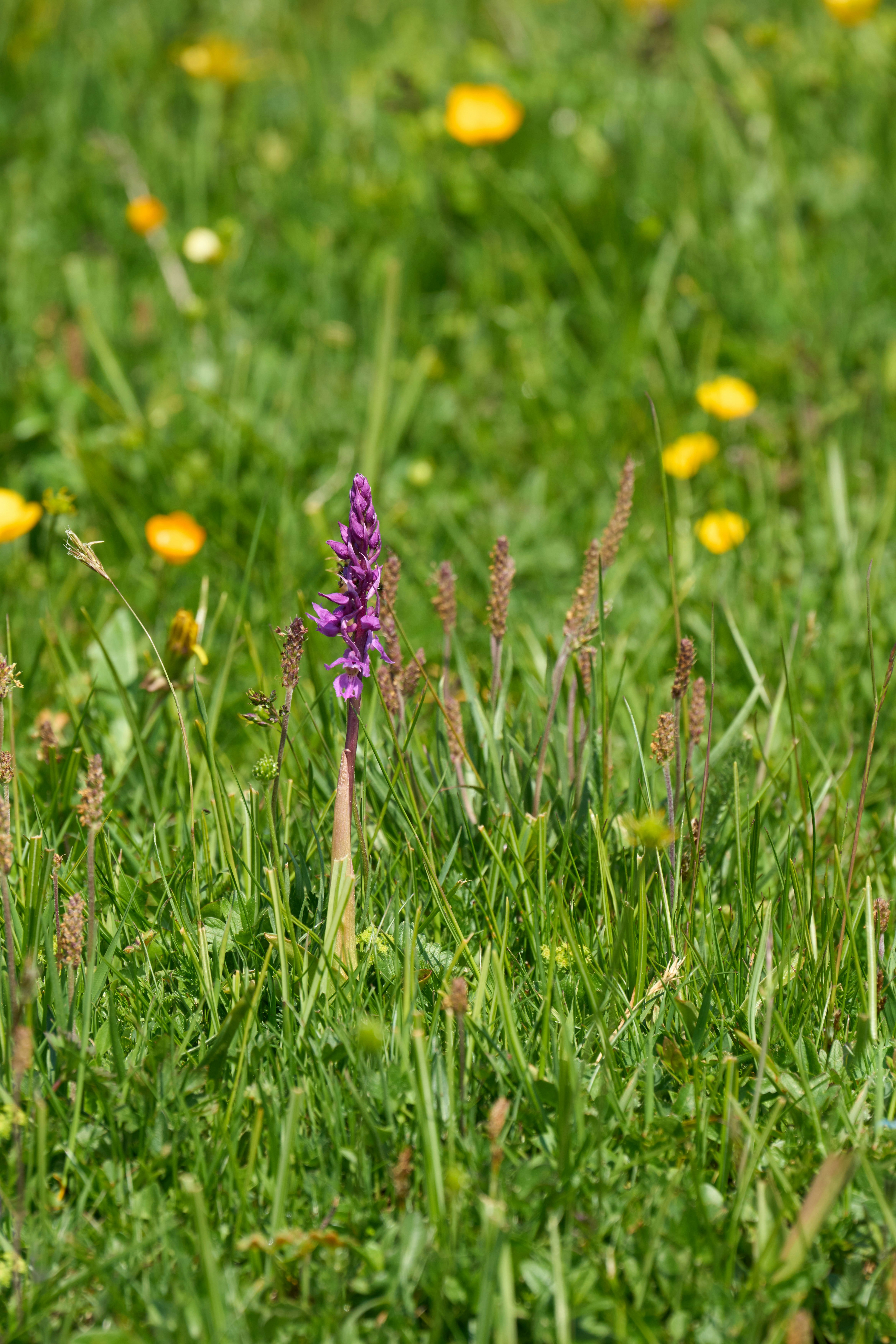 Photo by wolfgang_hasselmann