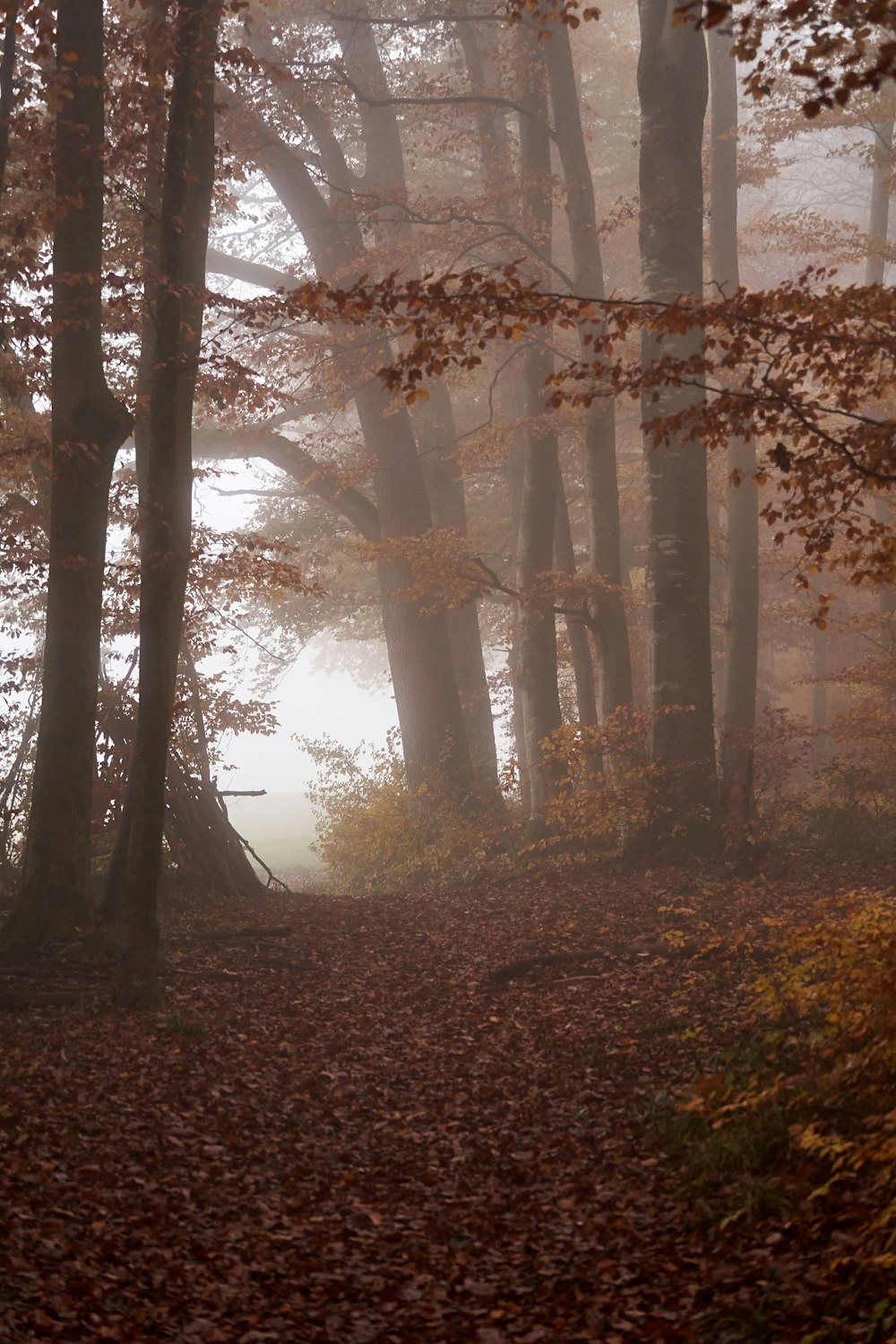 a foggy forest filled with lots of trees