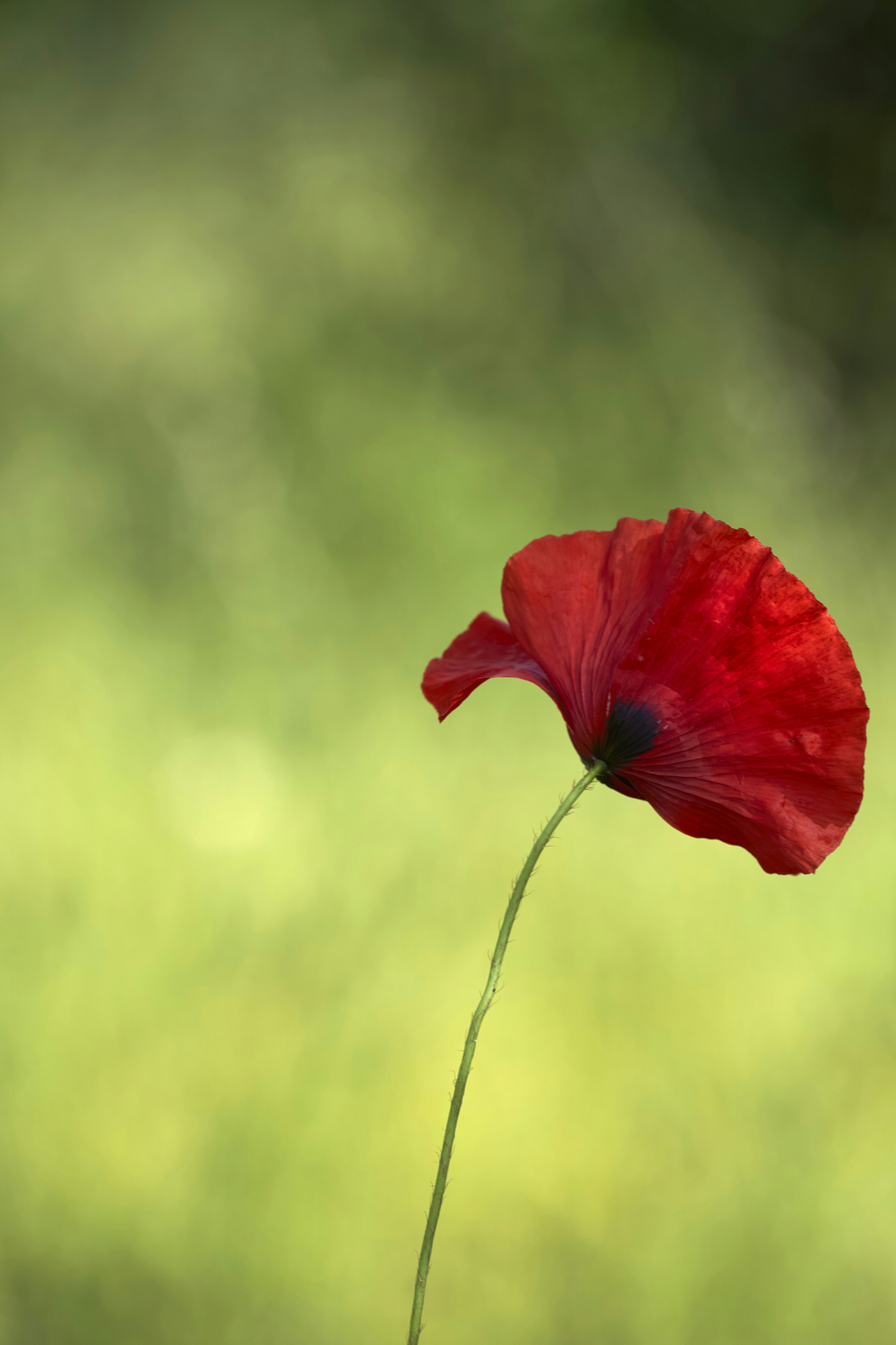 Photo by wolfgang_hasselmann