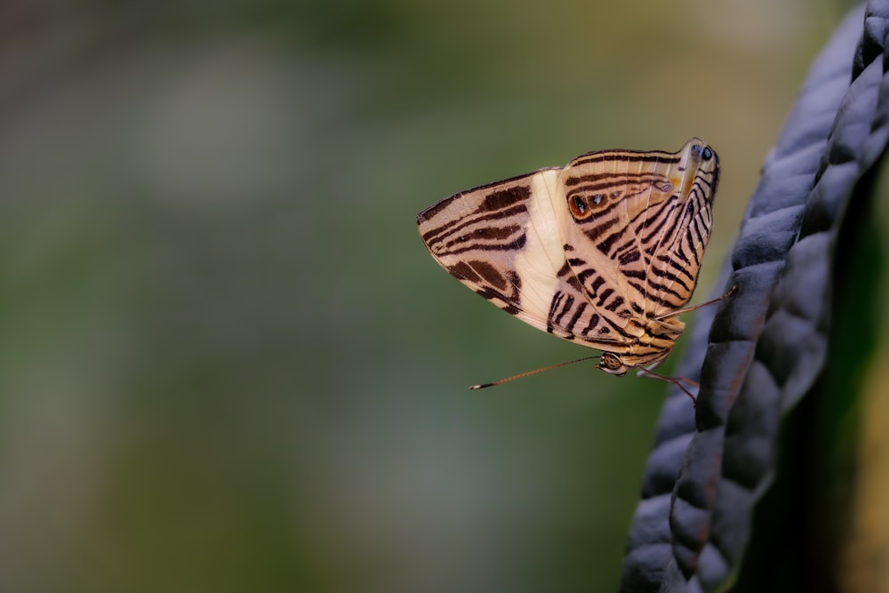 a close up of a butterfly on a rope