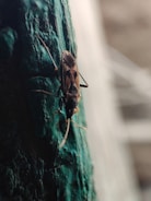 A close-up view of an insect perched on a rough, textured green surface. The insect has a brown and black body with visible antennae and legs.