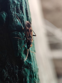 A close-up view of an insect perched on a rough, textured green surface. The insect has a brown and black body with visible antennae and legs.