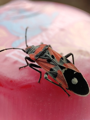 A close-up of a red and black insect, potentially a beetle or true bug, resting on a smooth, pink surface. The insect's body has a distinct pattern with contrasting black and red markings, and its antennae are prominently visible.