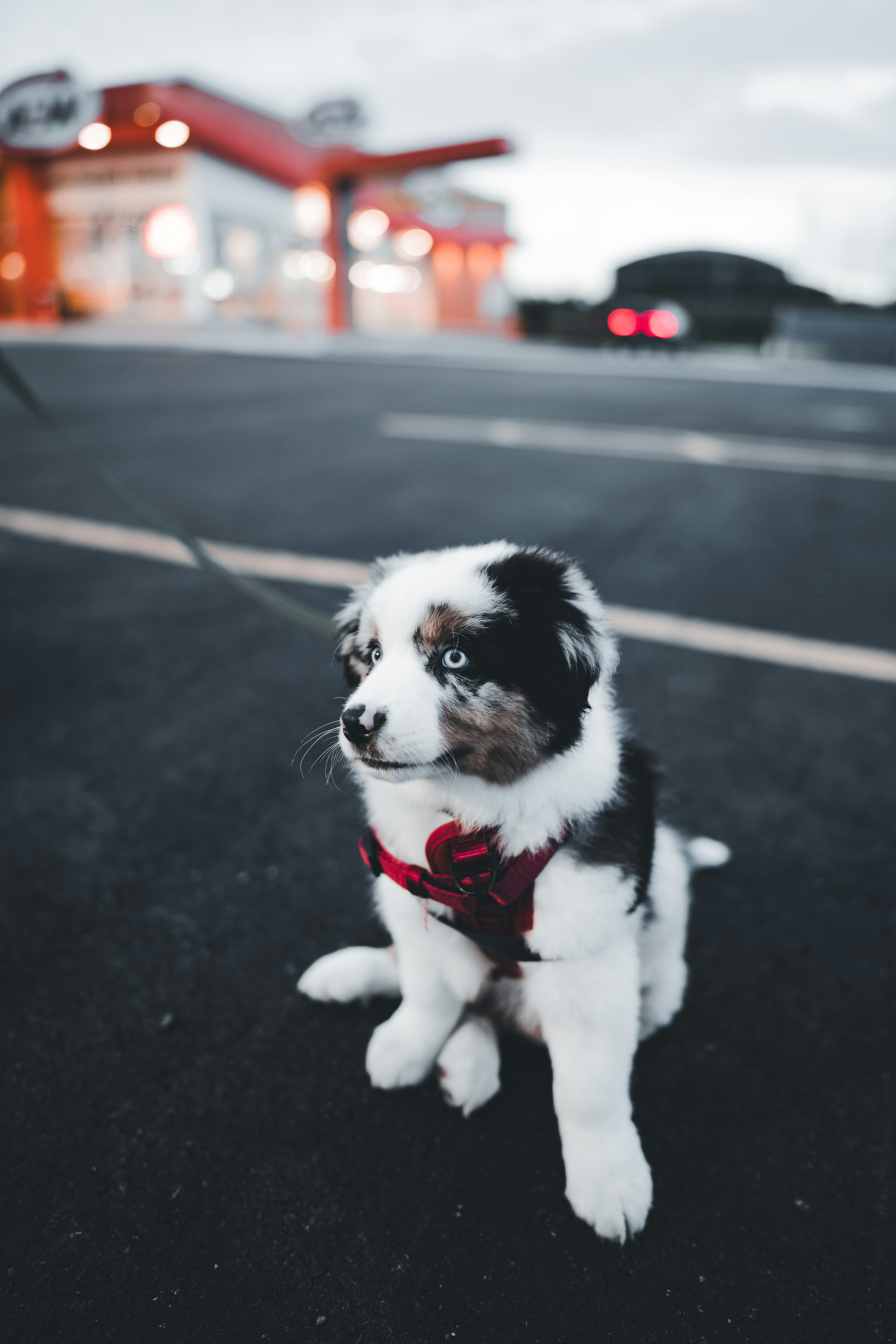 a small black and white dog wearing a red bow tie