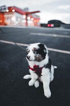 A fluffy puppy with a black, white, and brown coat sits on a paved surface wearing a red harness. In the background, there is a brightly lit building with red and white accents out of focus.