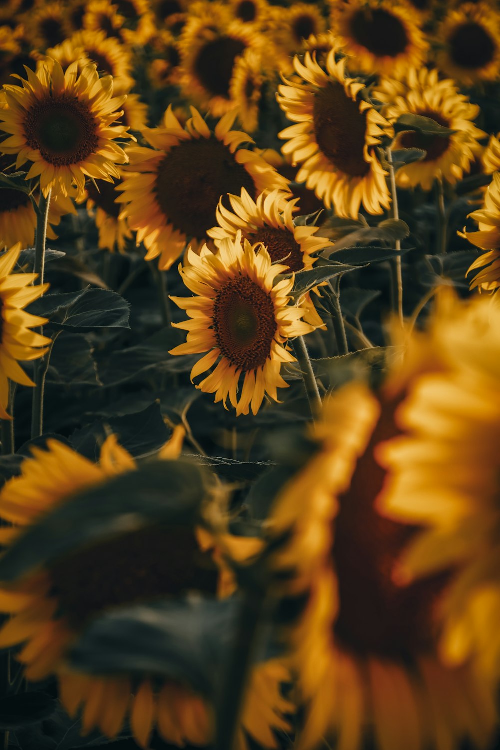 a large field of yellow sunflowers in a field