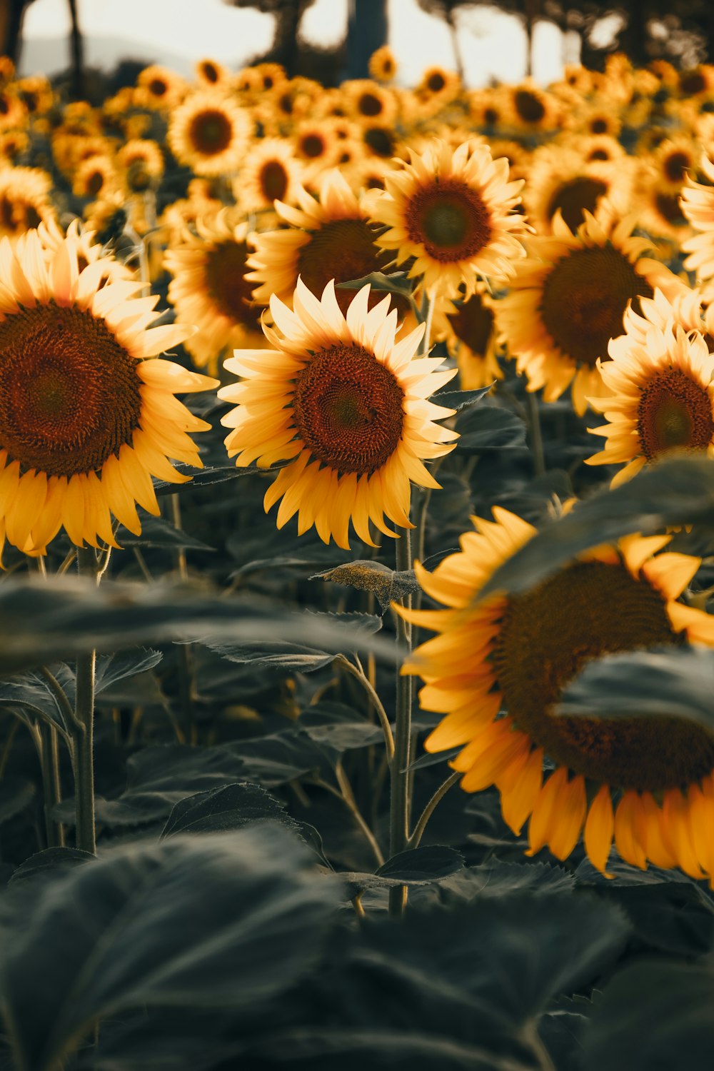 a large field of sunflowers with a sky background