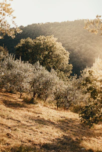 Sunlit Mediterranean landscape with warm beige travertine stone and olive branches gently swaying.