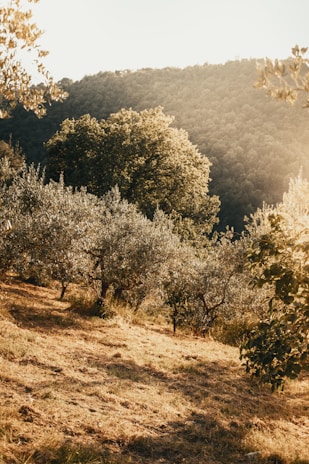 A serene landscape with soft light filtering through olive trees in Greece.