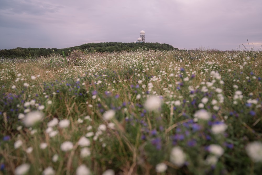 a field of wildflowers with a lighthouse in the background