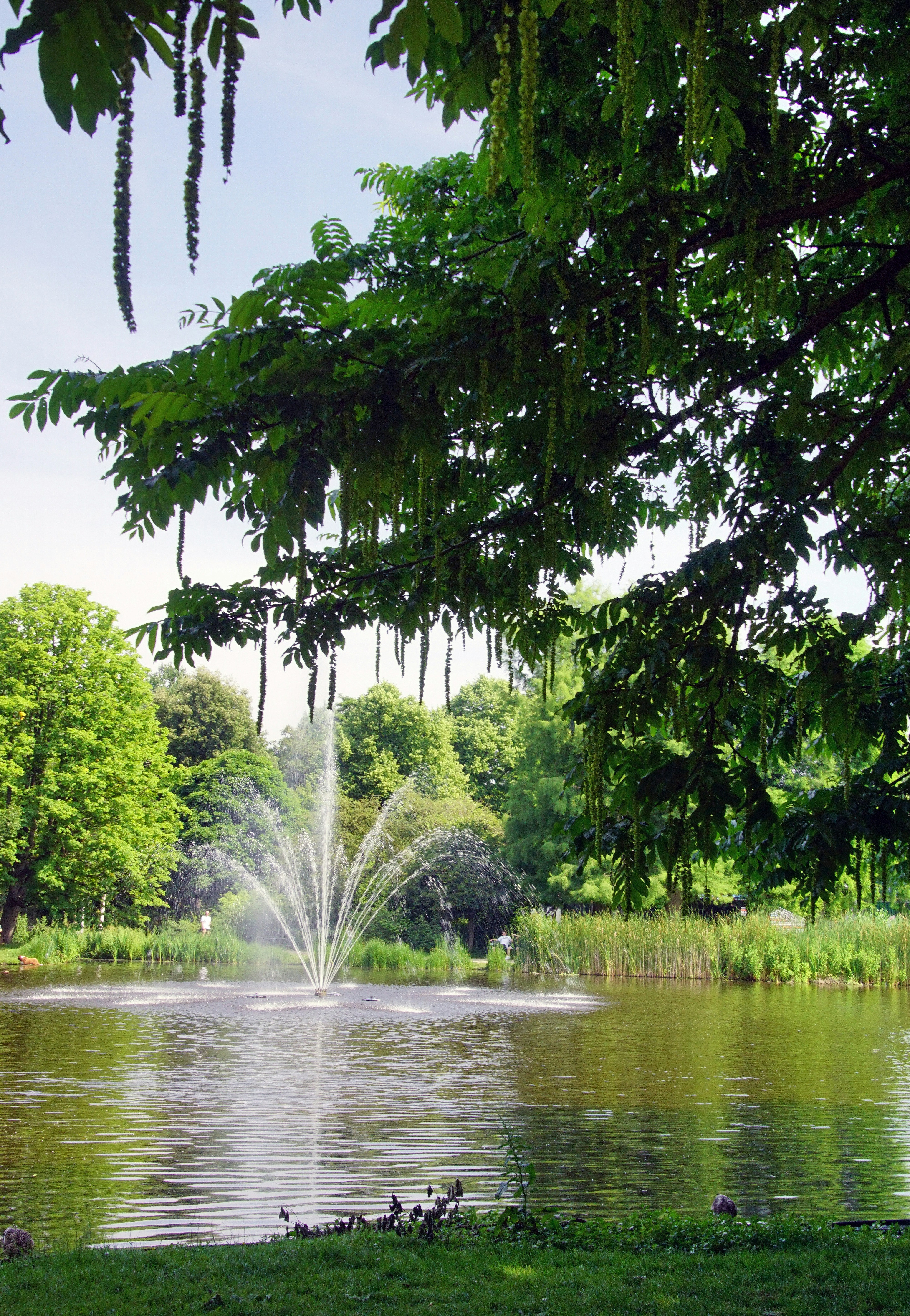 a pond with a fountain in the middle of it