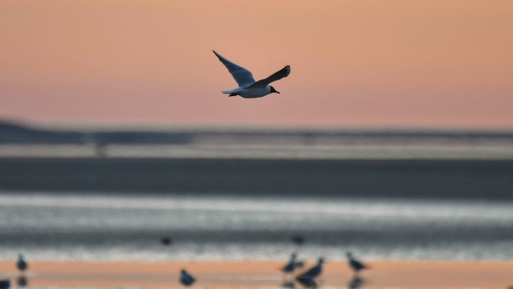 a flock of birds flying over a body of water