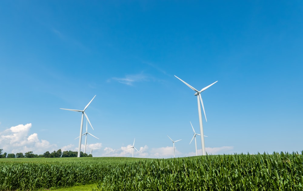 three windmills in a field of corn under a blue sky