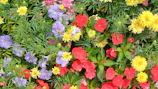 A colorful mix of seasonal flowers creating a lively garden corner.