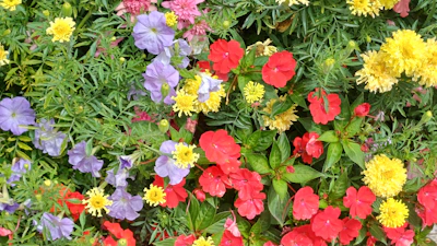 A colorful mix of seasonal flowers creating a lively garden corner.