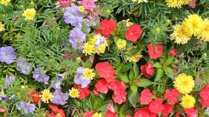 A vibrant assortment of flowers featuring clusters of red, purple, and yellow blooms interspersed with lush green foliage. The mix of colors and textures creates a lively and cheerful garden scene.