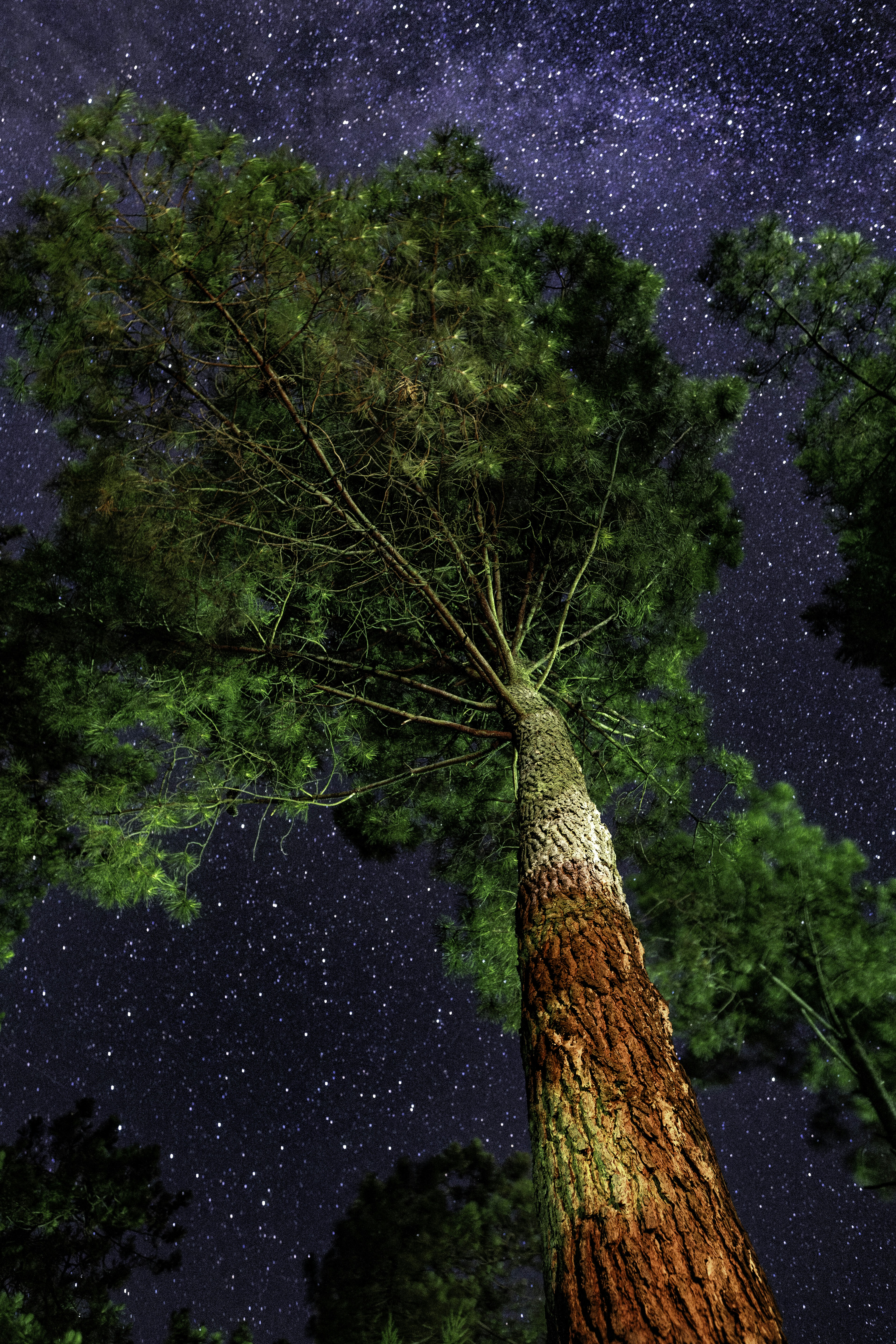 un grand arbre debout au milieu d’une forêt sous un ciel nocturne rempli de