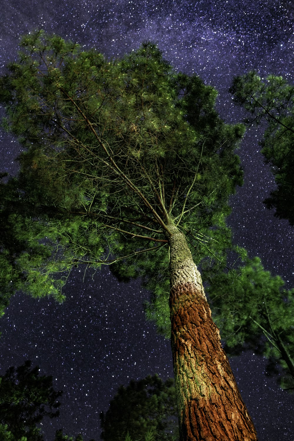 a tall tree standing in the middle of a forest under a night sky filled with