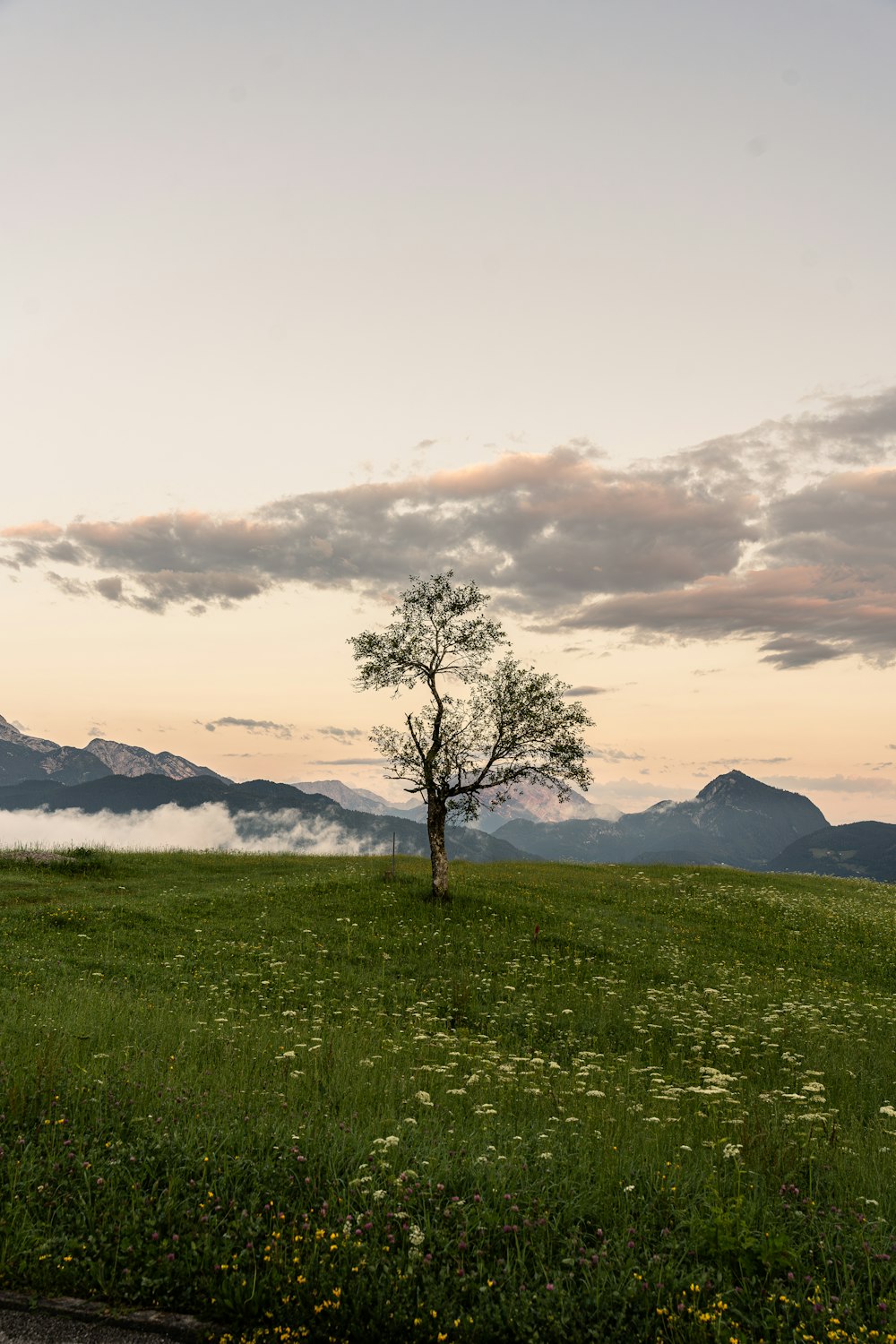 a lone tree in a field with mountains in the background