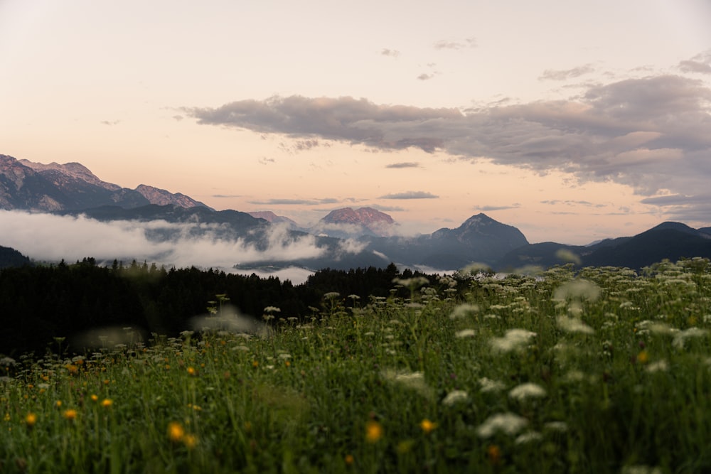 a grassy field with flowers and mountains in the background