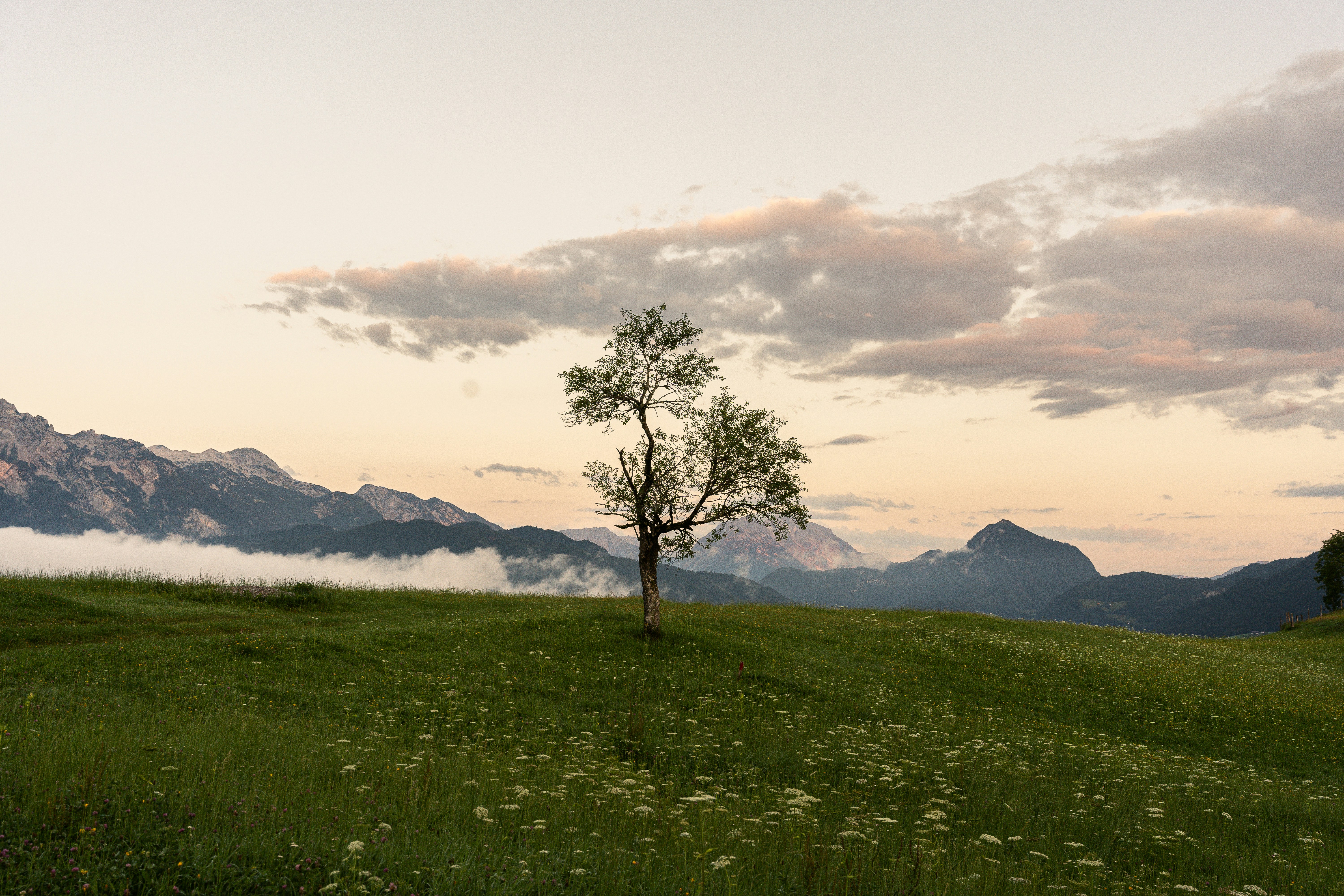 a lone tree in a grassy field with mountains in the background