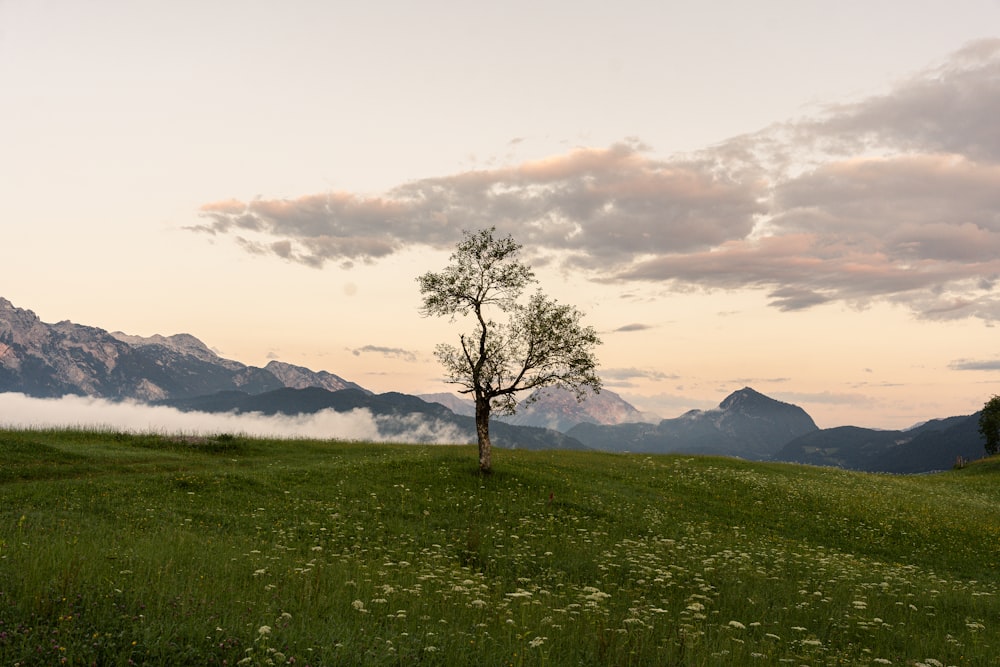 a lone tree in a grassy field with mountains in the background