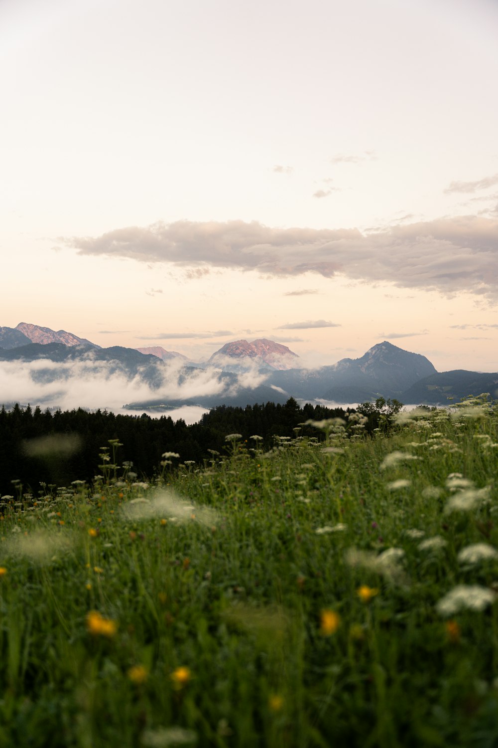 a grassy field with flowers and mountains in the background